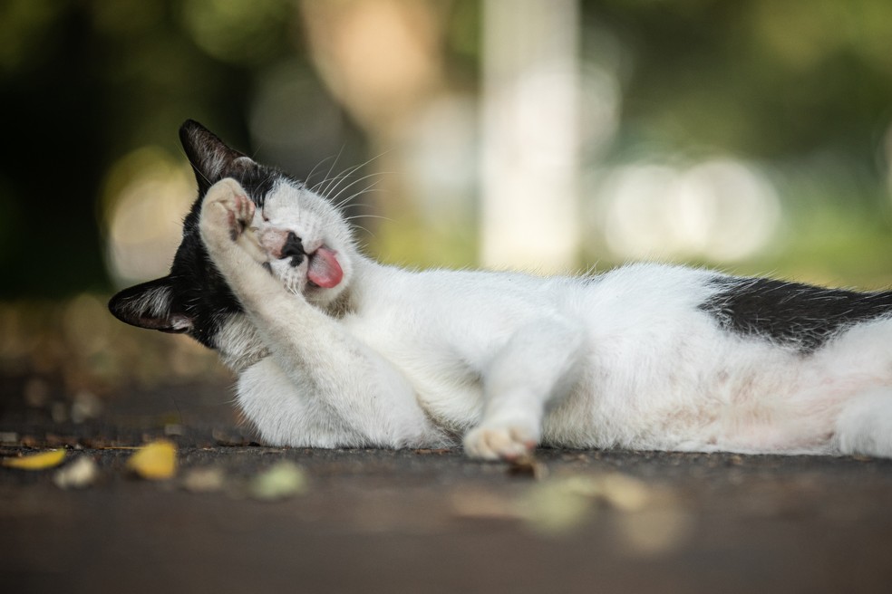 'Risco' de animais de pequeno porte precisa ser atestado por médico veterinário registrado no CRMV — Foto: Hermes de Paula / Agência O Globo / 17-07-2023