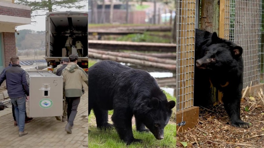 Cinco ursos resgatados de fazenda de bile na Coreia do Sul chegam ao Reino Unido após décadas em gaiolas