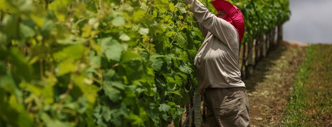 The Maturano winery is located in Teresópolis — Photo: Gabriel de Paiva/ Agência O Globo