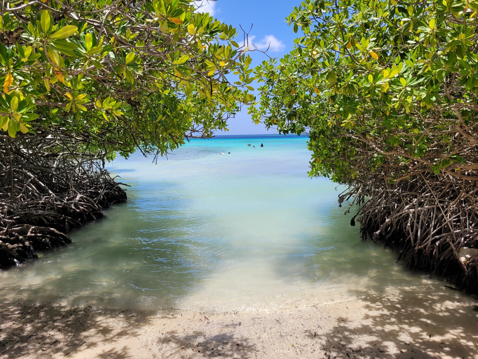 Como o nome (em papiamento, a língua local de Aruba) indica, a praia de Mangel Halto fica numa área de manguezais, no sul da ilha — Foto: Eduardo Maia / O Globo