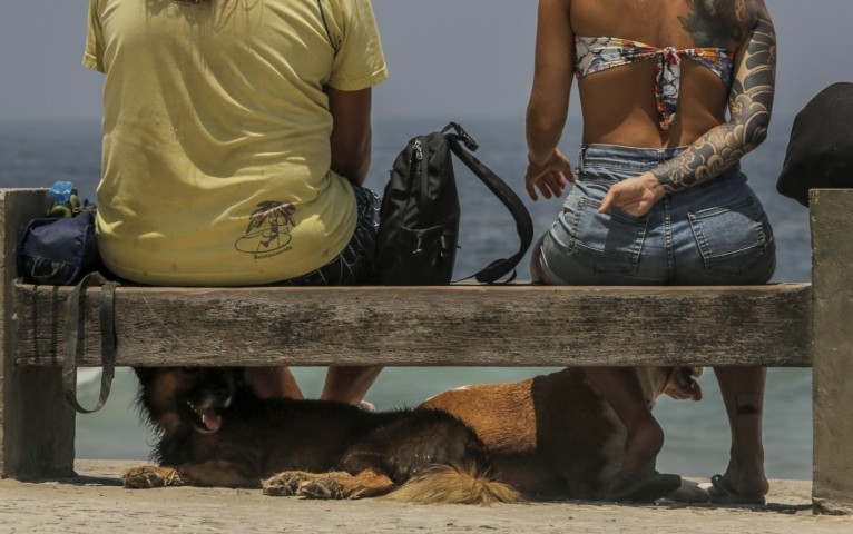 Cachorros se protegem do sol enquanto os donos conversam no Arpoador — Foto: Gabriel de Paiva / Agência O Globo