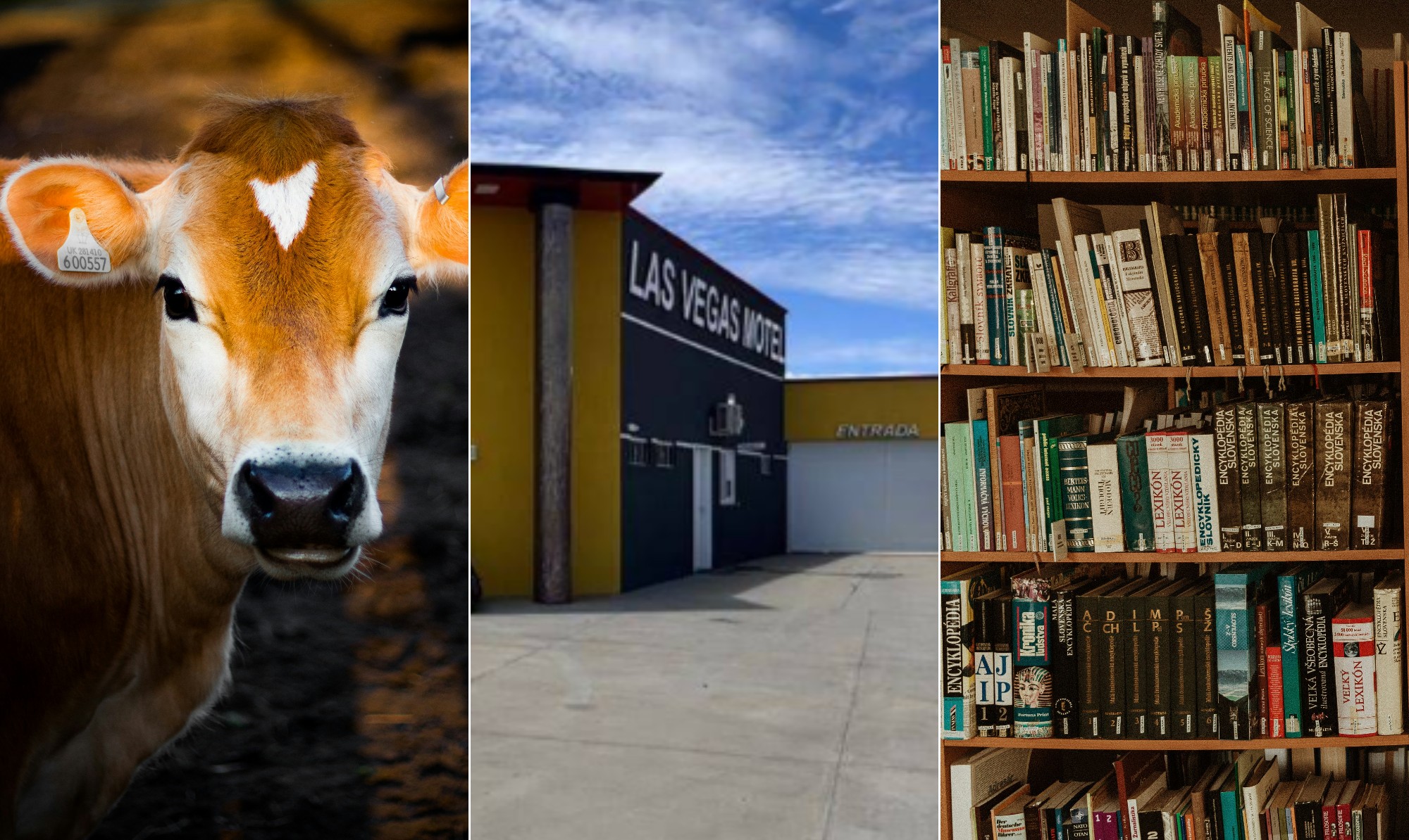 Fuzis, 4 mil cabeças de gado, motel e biblioteca com 8 mil livros: os bens mais inusitados declarados por candidatos - QTU Questões do Universo