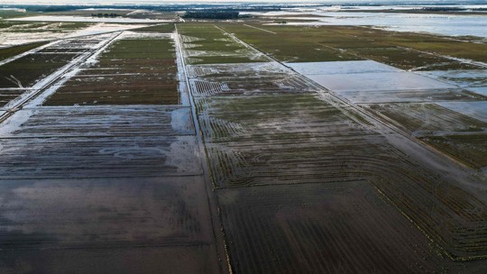 Governo suspende leilão de compra de arroz, após altas de preços no Mercosul