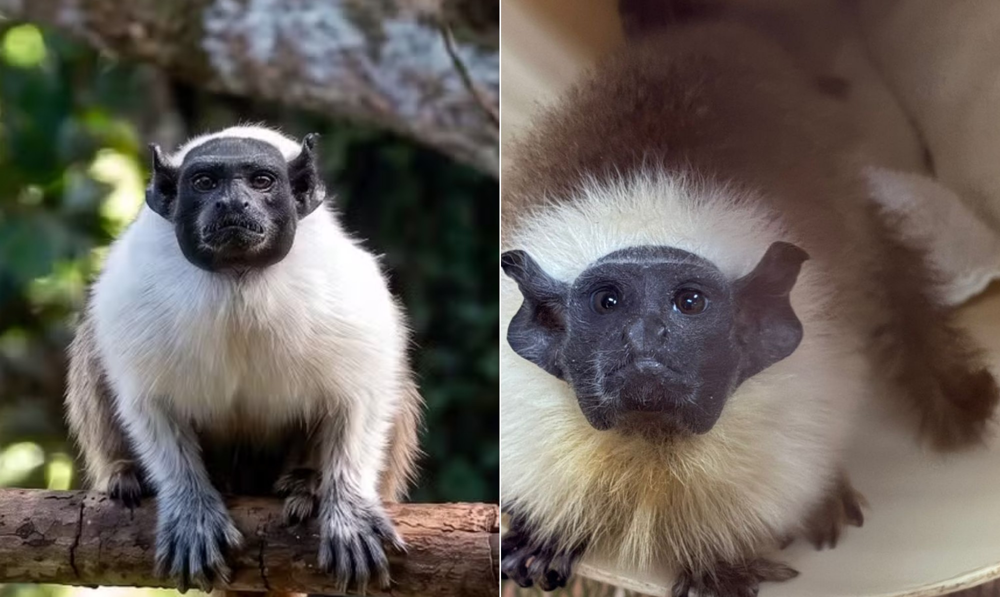 'Amendoim', o macaco 'solteirão' em perigo de extinção, ganha parceira em parque na Amazônia