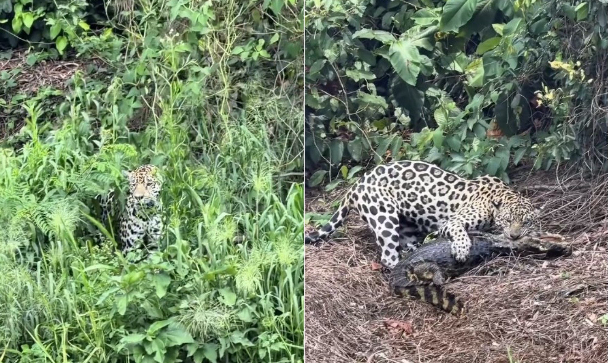 Biólogo grava onça dando bote em jacaré no Pantanal: