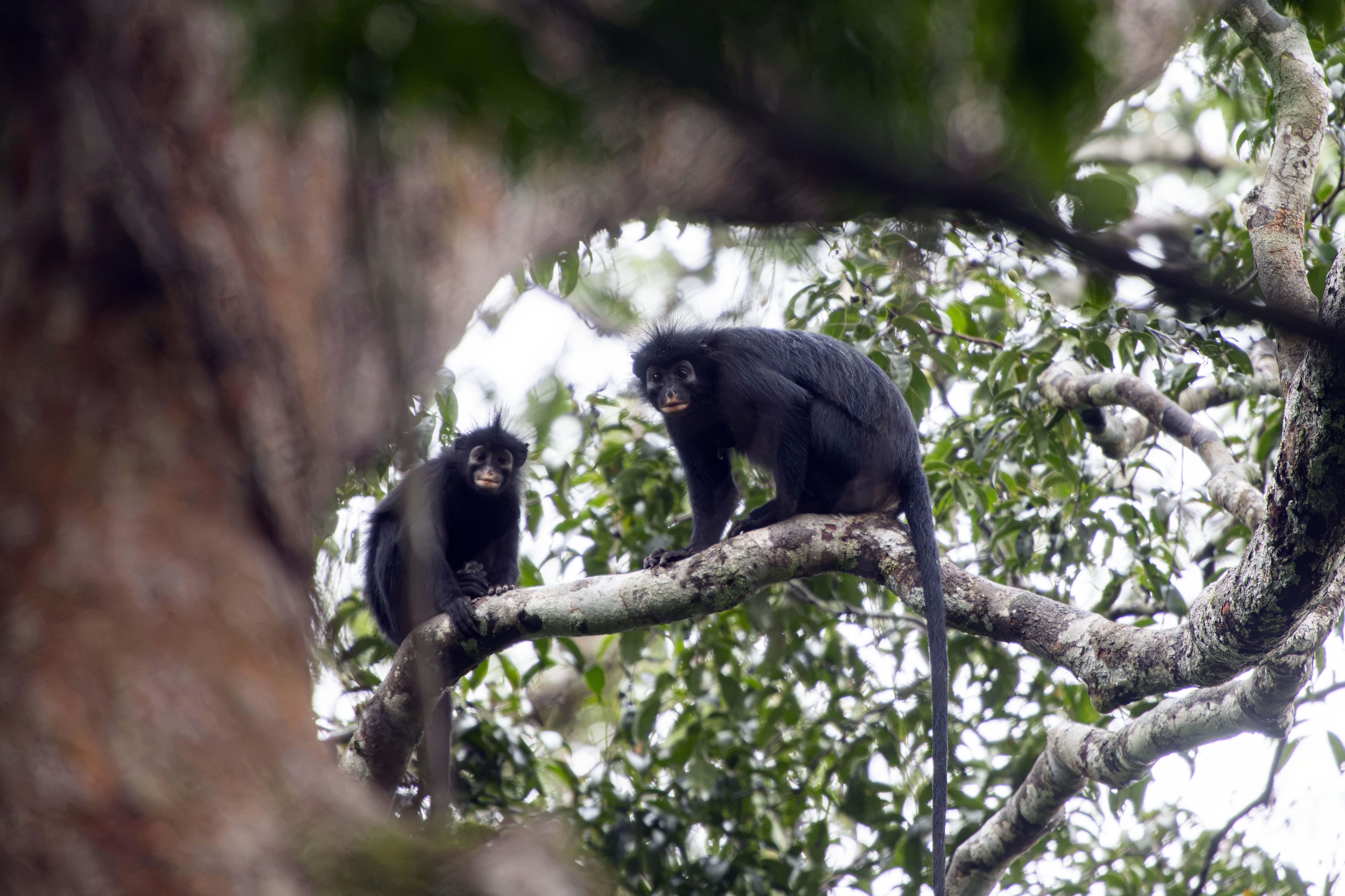 Likweli, macaco de lábios alaranjados na RD Congo, é reconhecida como ...