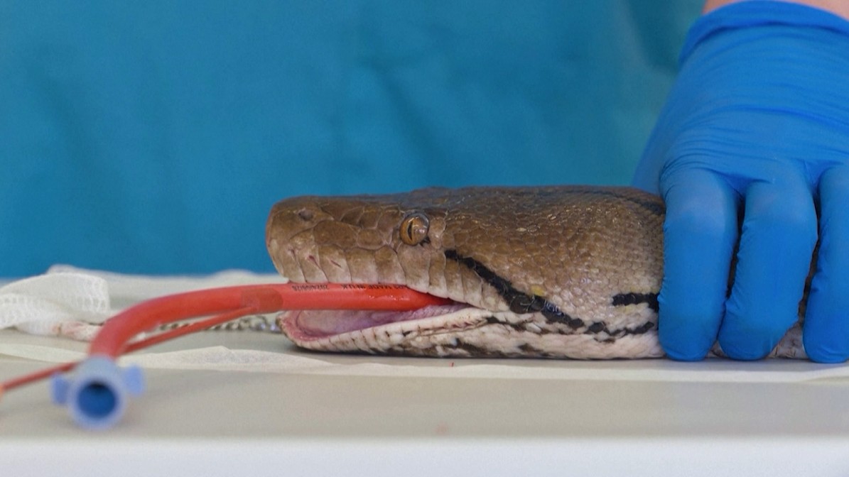 Tratamento pioneiro contra o câncer salva cobra píton Jodie Foster em zoológico na Inglaterra - QTU Questões do Universo