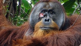 Cientistas observam orangotango tratando ferida com planta medicinal
