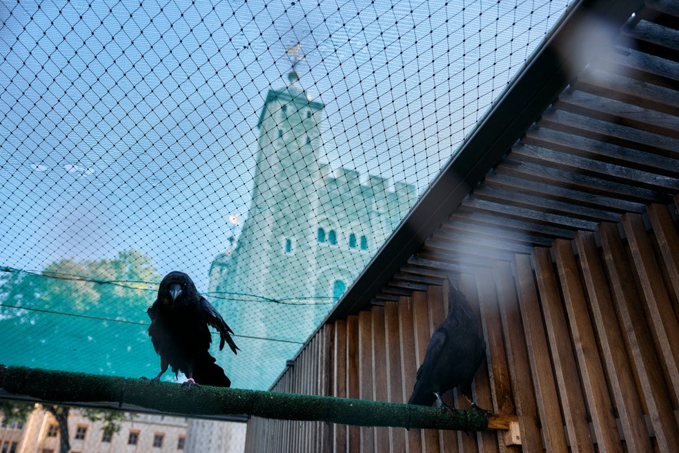Corvos descansam dentro de seu recinto na Torre de Londres — Foto: BENJAMIN CREMEL / AFP