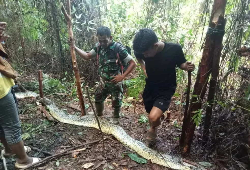 Mulher desaparecida  encontrada dentro de cobra pton de nove metros na Indonsia  Foto: Reproduo