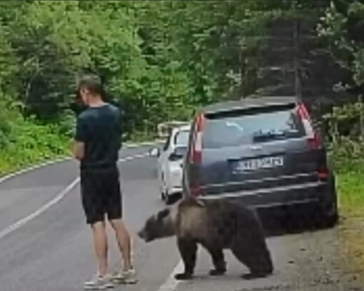 Companhia inesperada: turista distraído com celular só percebe urso quando animal está ao seu lado; veja vídeo