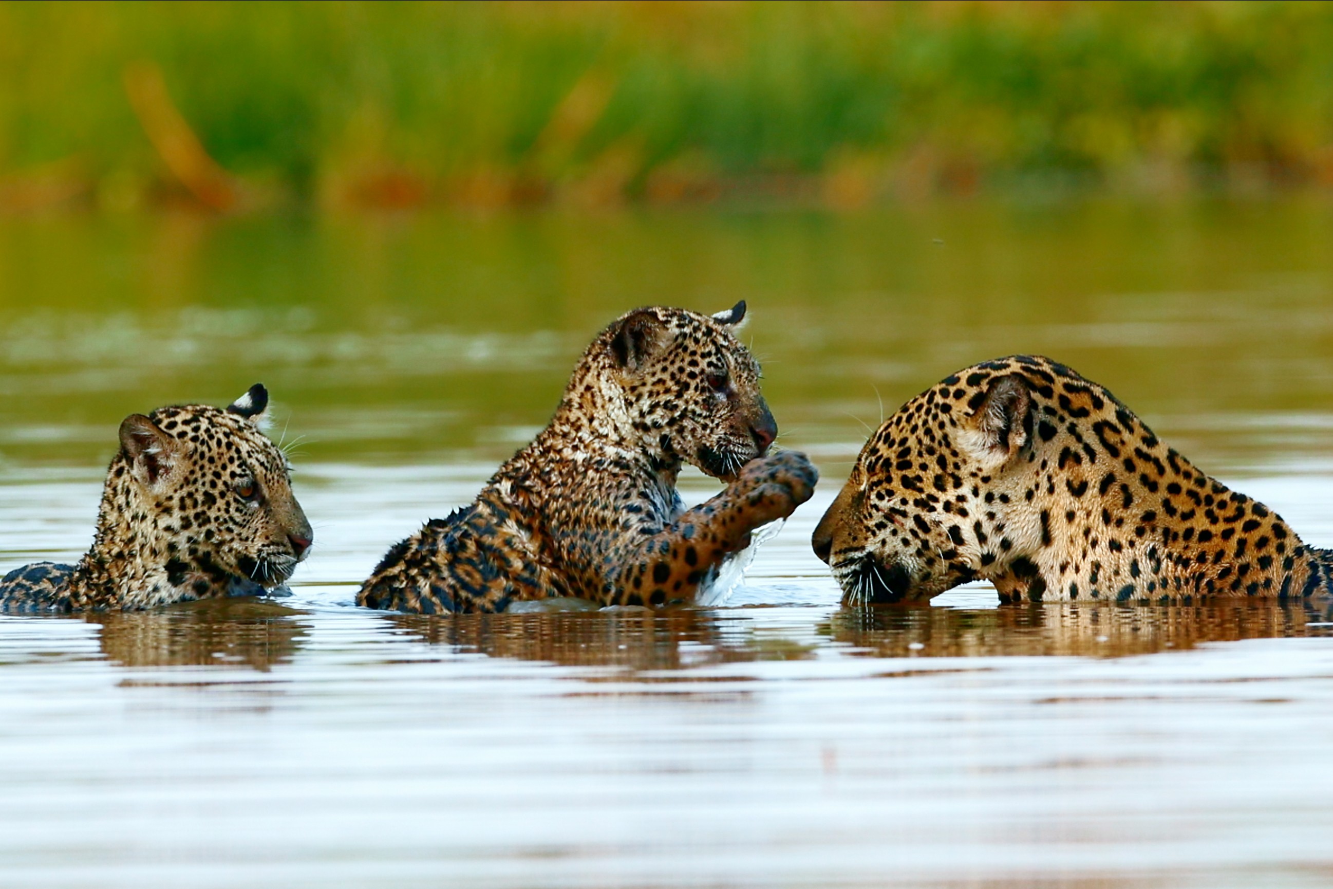 ‘Marcha das Onças’: documentário narrado por Fernanda Torres acompanha família de onças-pintadas do Pantanal; veja imagens