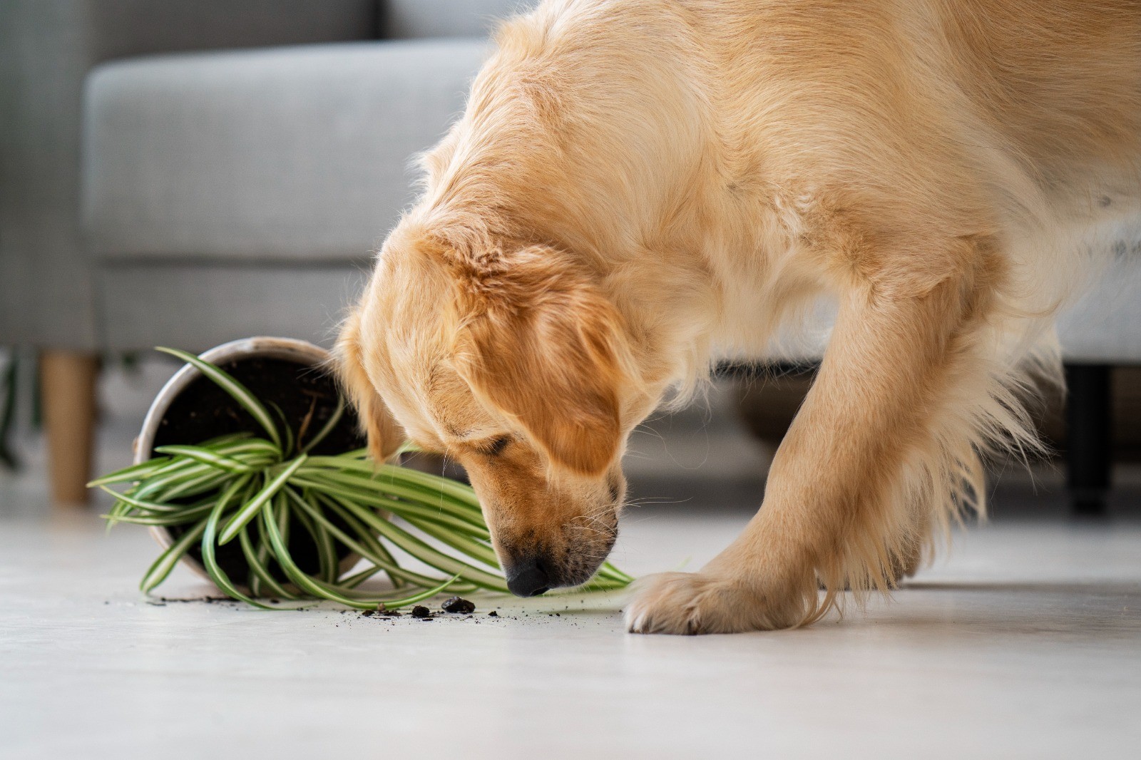 Risco para os pets: veja as 10 plantas mais mortais para os cães