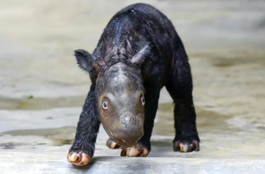 Rinoceronte-de-sumatra: filhote de espécie ameaçada de extinção nasce ...