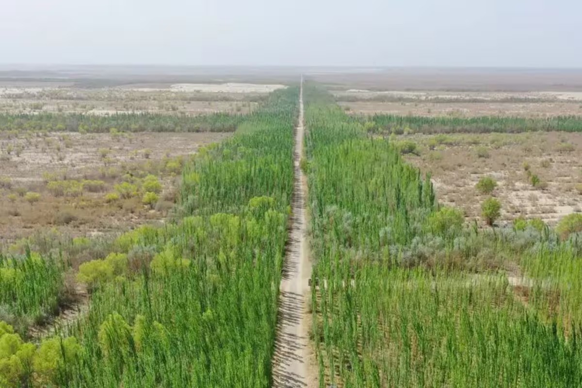 China criou a maior Grande Muralha Verde do mundo com 66 bilhões de árvores, mas obra enfrenta críticas por impactos na saúde e no meio ambiente