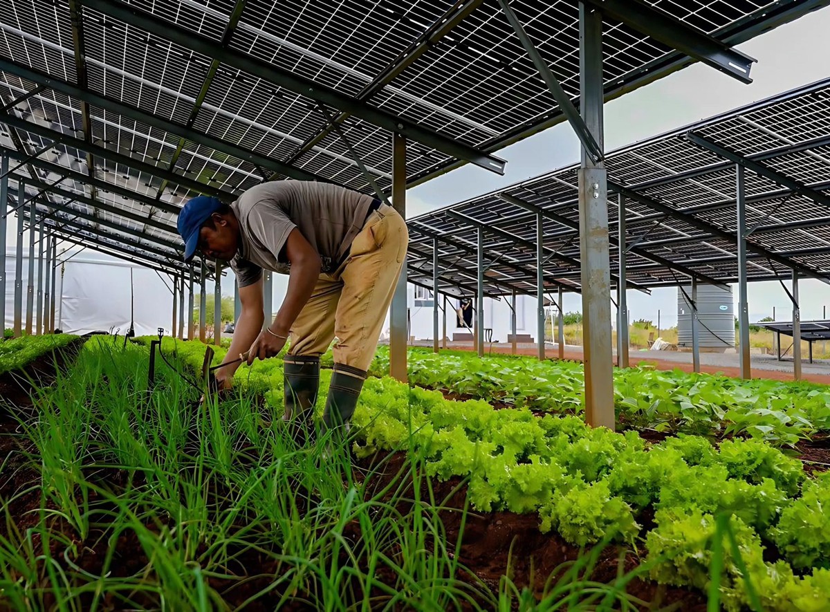 Masdar e Elite Agro vão lançar primeiro projeto agrícola de energia solar do Oriente Médio e Norte da África