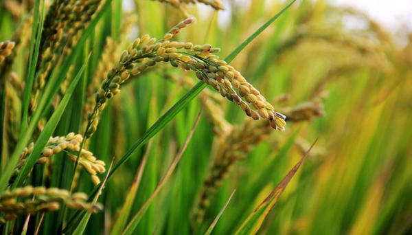 Governo anula leilão do arroz e fará novo pregão após suspeitas sobre capacidade da empresas