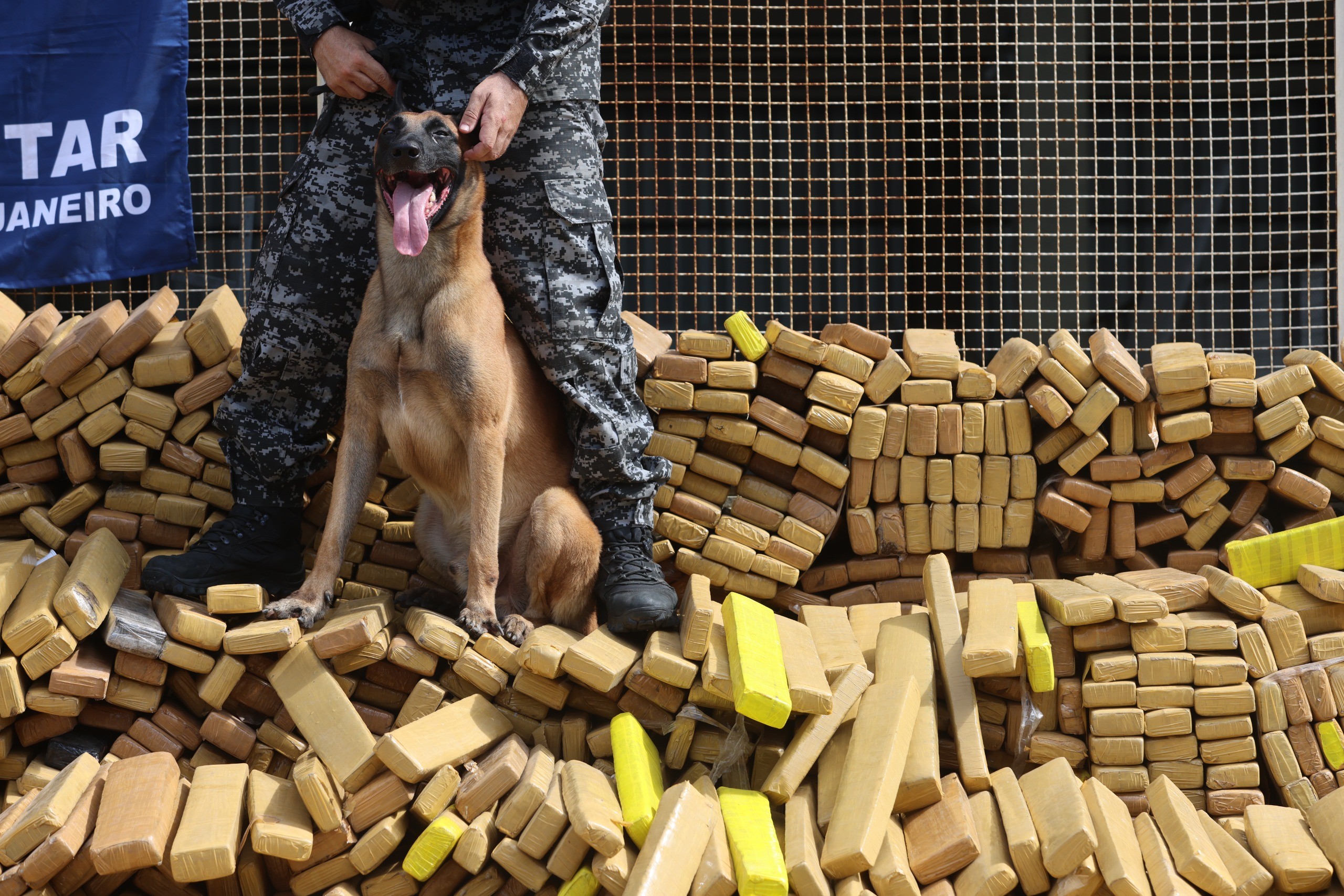 Cão Hulk, que apreendeu 48 toneladas de maconha na Maré, receberá Medalha Tiradentes