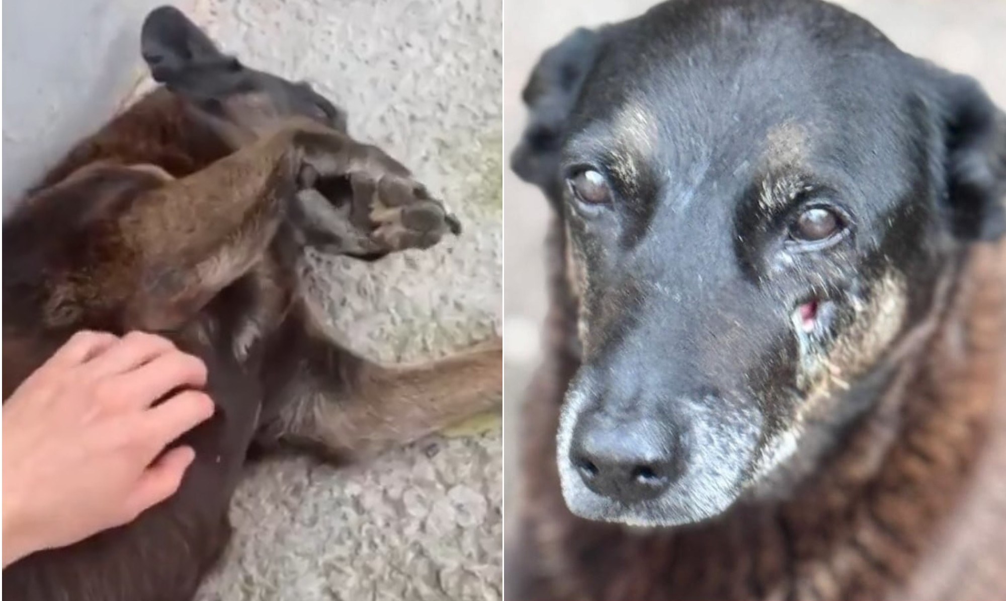Por que só um dos 4 adolescentes foi responsabilizado por morte do cão Orelha? Entenda punição prevista no ECA