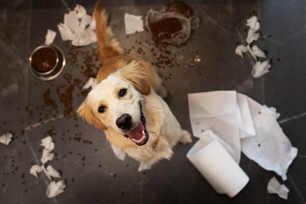 Por que os cachorros gostam tanto de brincar com lixo?