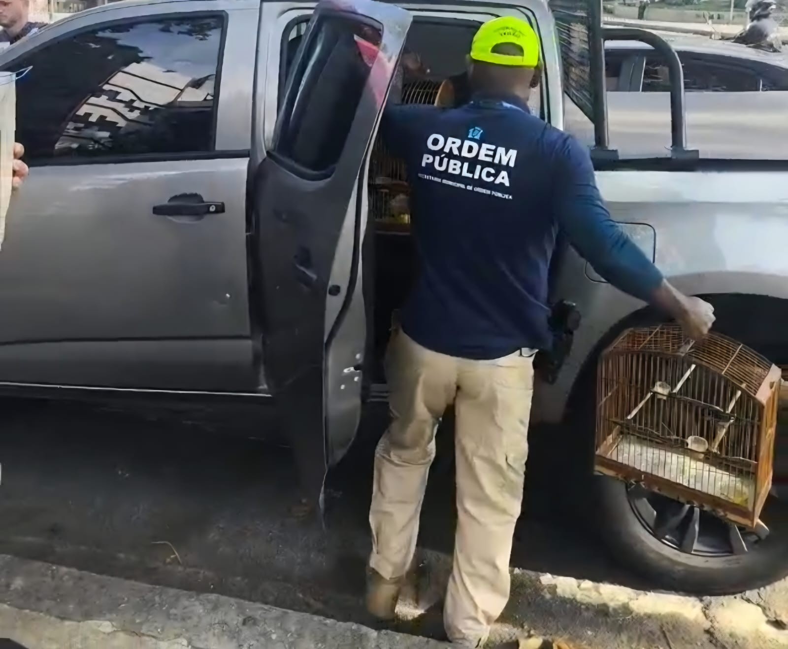 Operação apreende 20 pássaros em gaiolas, sacolas e caixas de leite na Tijuca; vídeo