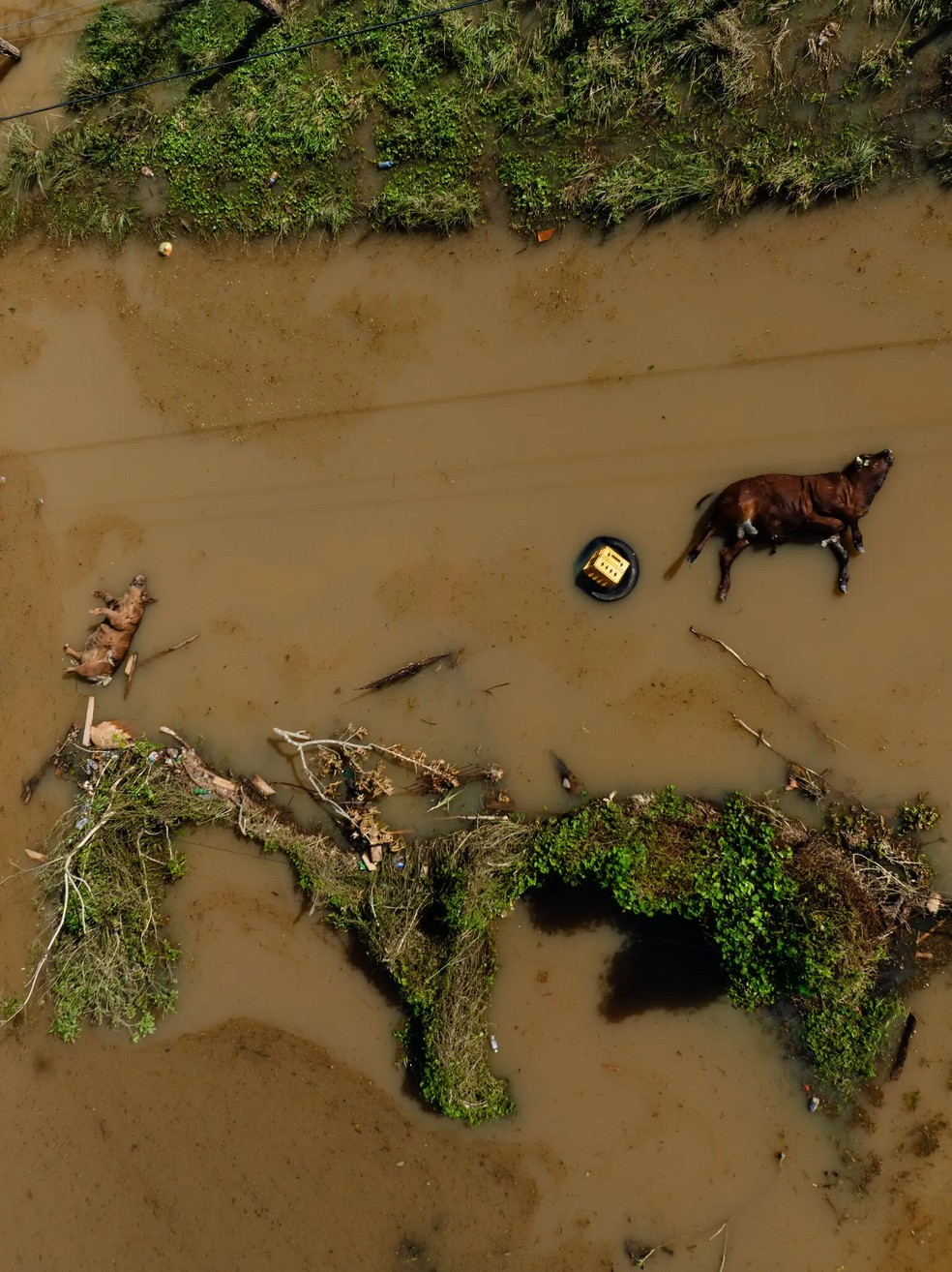 Furacão Melissa: cidade na Jamaica está tomada por animais mortos ...