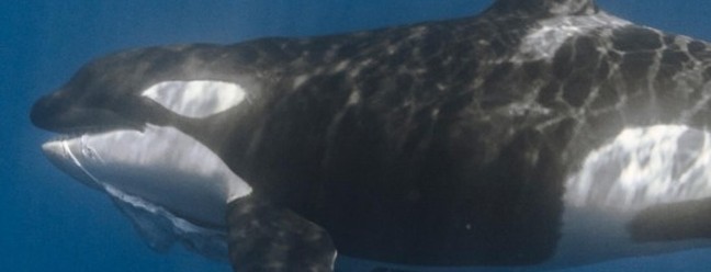 No Golfo da Califórnia, apesar de as orcas já serem observadas predando raias e tubarões menores, a inclusão dos tubarões-baleia como presas frequentes levanta a hipótese de uma especialização ecológica dessa população. — Foto: Kelsey Williamson