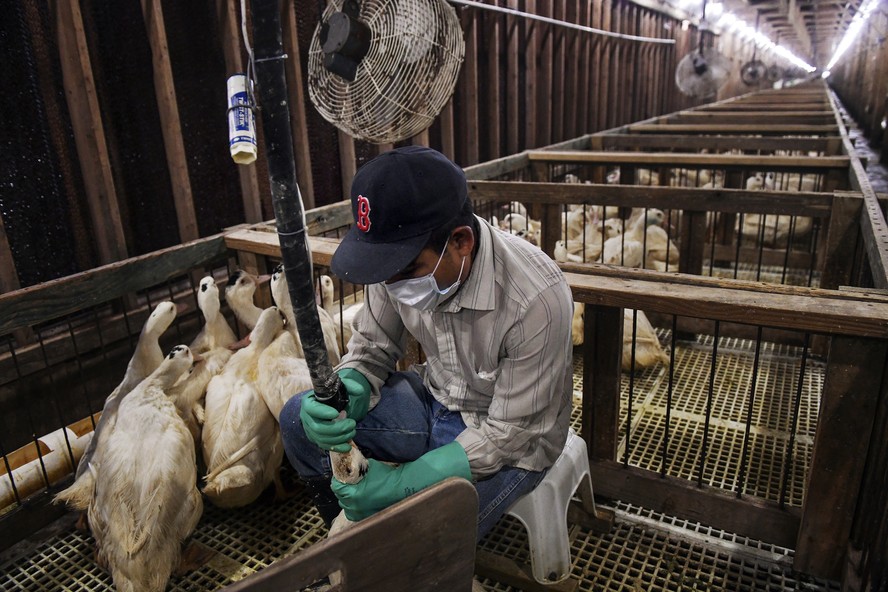 Funcionário alimenta pato em fazenda em Ferndale, Nova York, em foto de 2019.