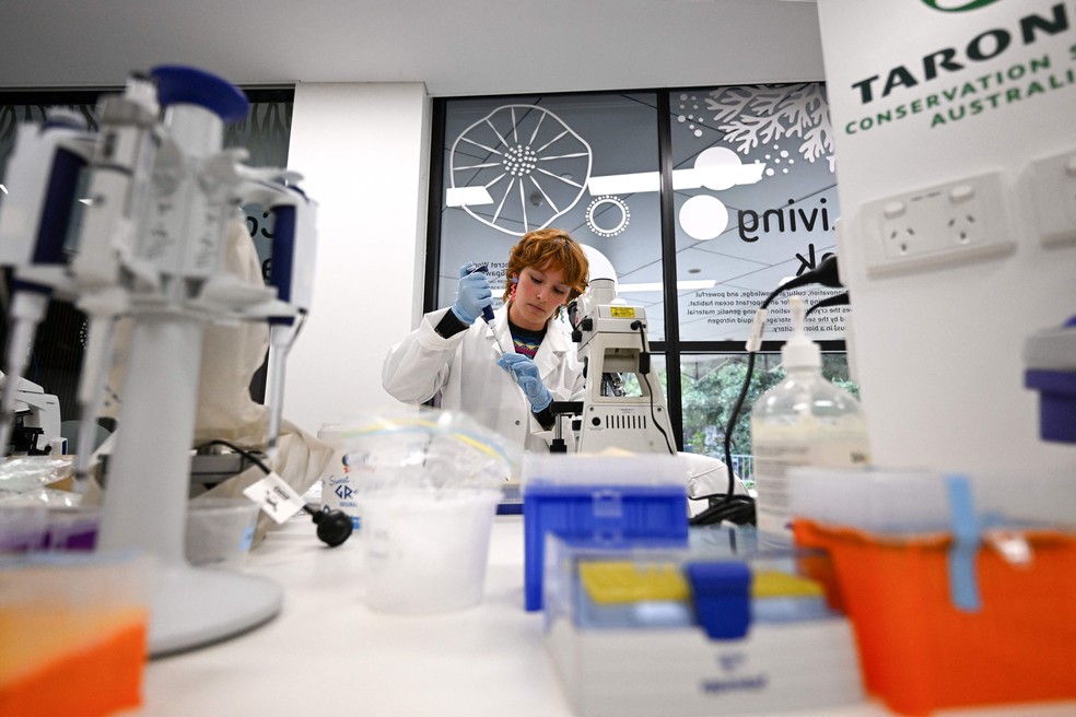 Desde 2011, Banco CryoDiversity de Taronga interv&eacute;m anualmente na temporada de desova da Grande Barreira de Corais, quando corais liberam &oacute;vulos e espermatozoides para se reproduzir &mdash; Foto: Saeed Khan/AFP