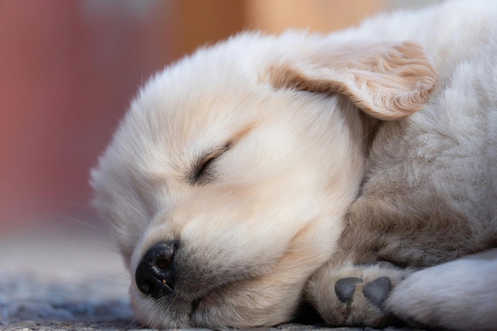 Golden Retriever filhote — Foto: Pexels.
