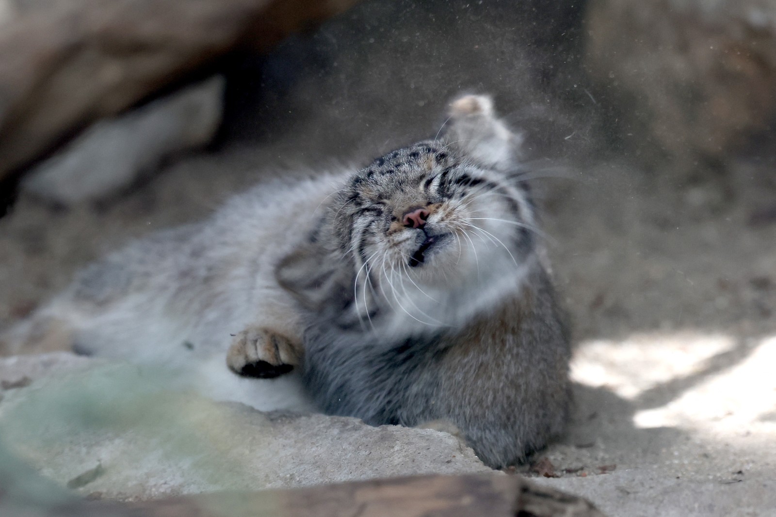Azu, a gata-de-pallas, espécie considerada o felino mais velho do mundo, é vista em seu recinto no Kobe Animal Kingdom, em Kobe — Foto: AFP