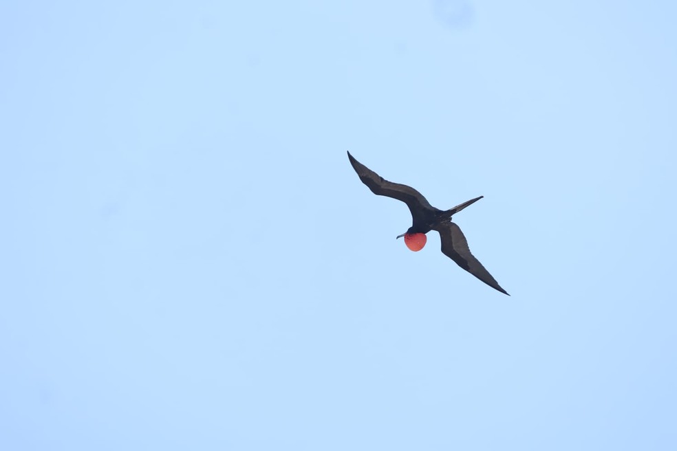 Fotógrafo registra uma gaivota de papo avermelhado — Foto: Dan Delmiro