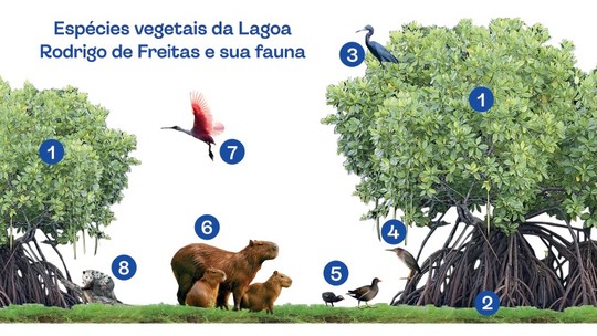 Lagoa Rodrigo de Freitas vai ganhar placas informativas sobre a vegetação nativa e a fauna do local