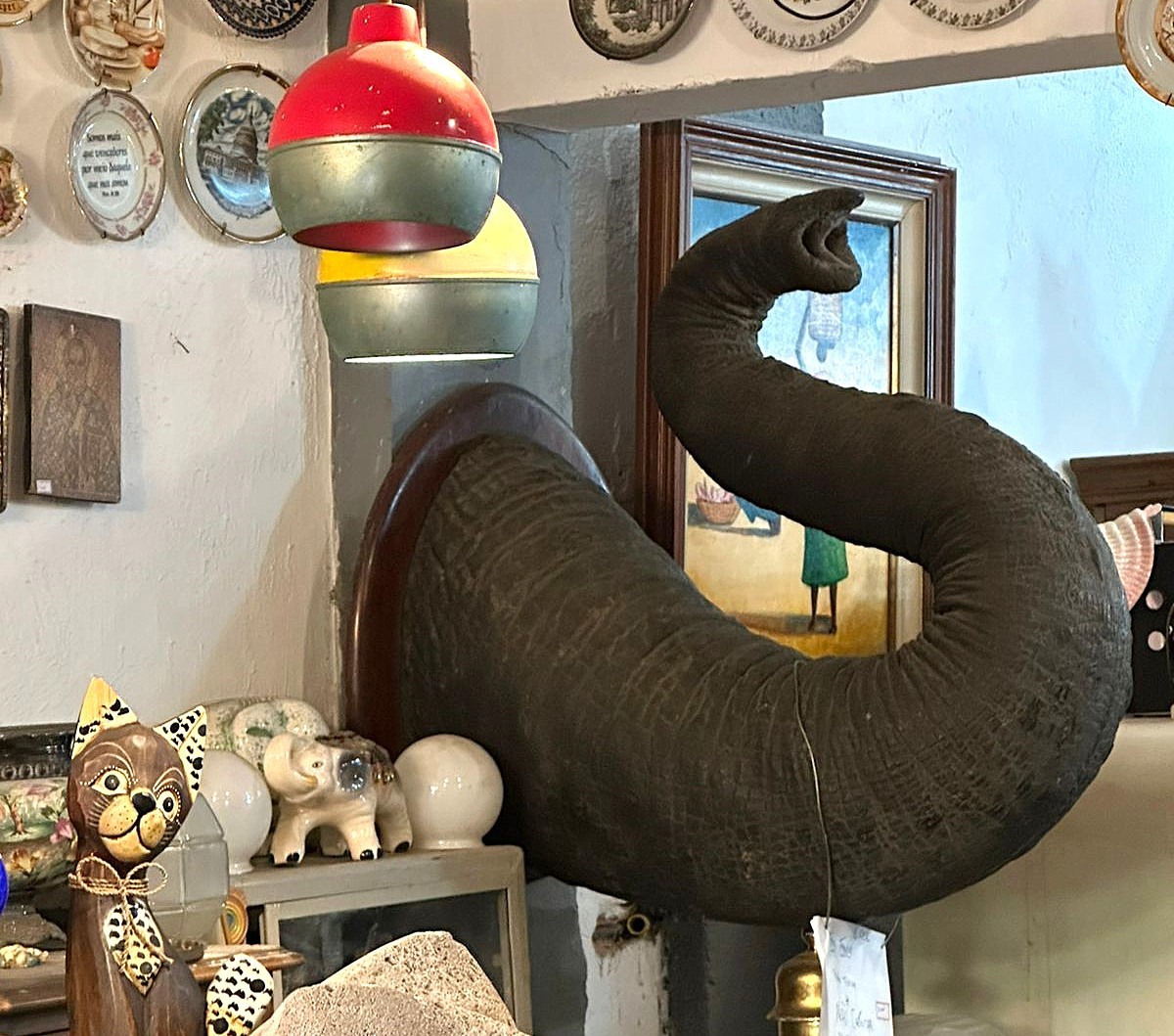 Polícia Federal apreende tromba de elefante em antiquário no