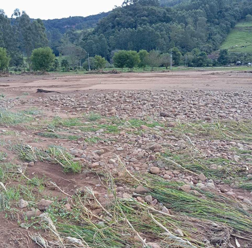 O vento e a chuva em excesso derrubaram metade da plantação de milho que a produtora de leite Neila Avila cultivava para silagem — Foto: Arquivo Pessoal