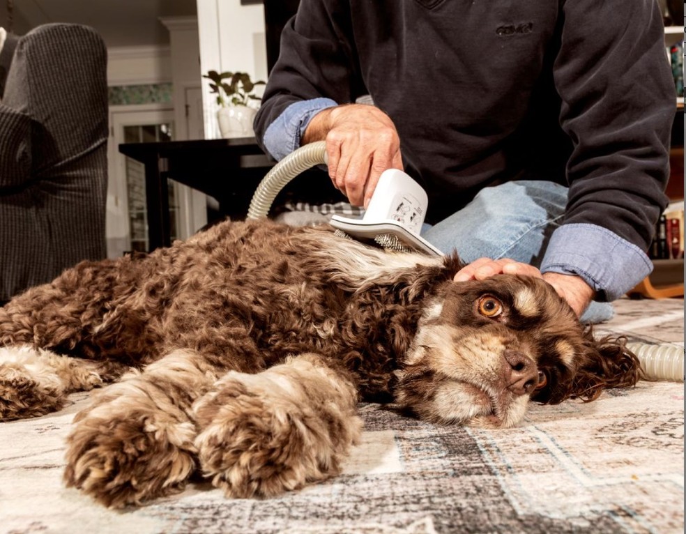 Paul Londraville apara os pelos de seu cocker spaniel, Oliver, com uma máquina de tosar elétrica acoplada a um aspirador de pó, em sua casa em Greensboro, na Carolina do Norte — Foto: Jeremy M. Lange/The New York Times