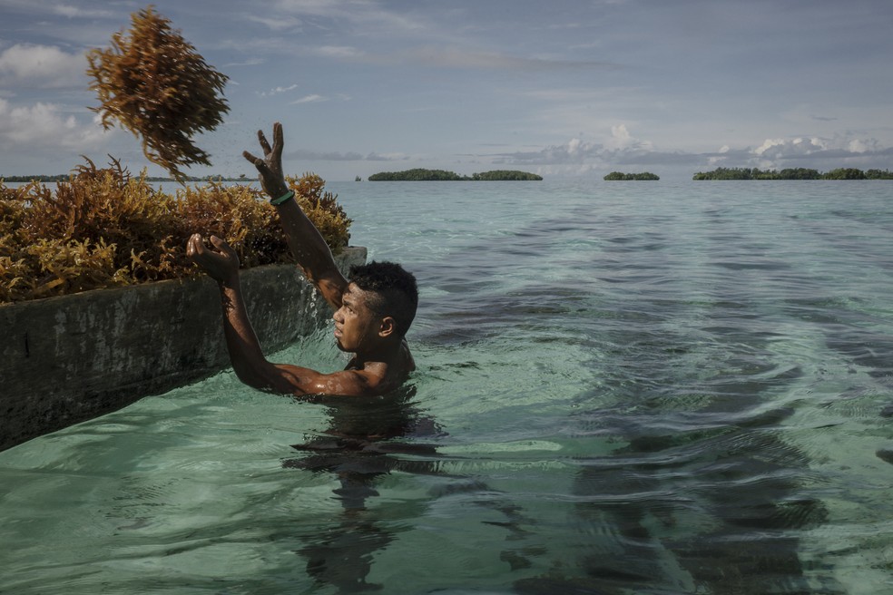 Cultura de algas nas Ilhas Salomão, que foram protetorado britânico até 1978 NYT/6-6-2018 — Foto:         
