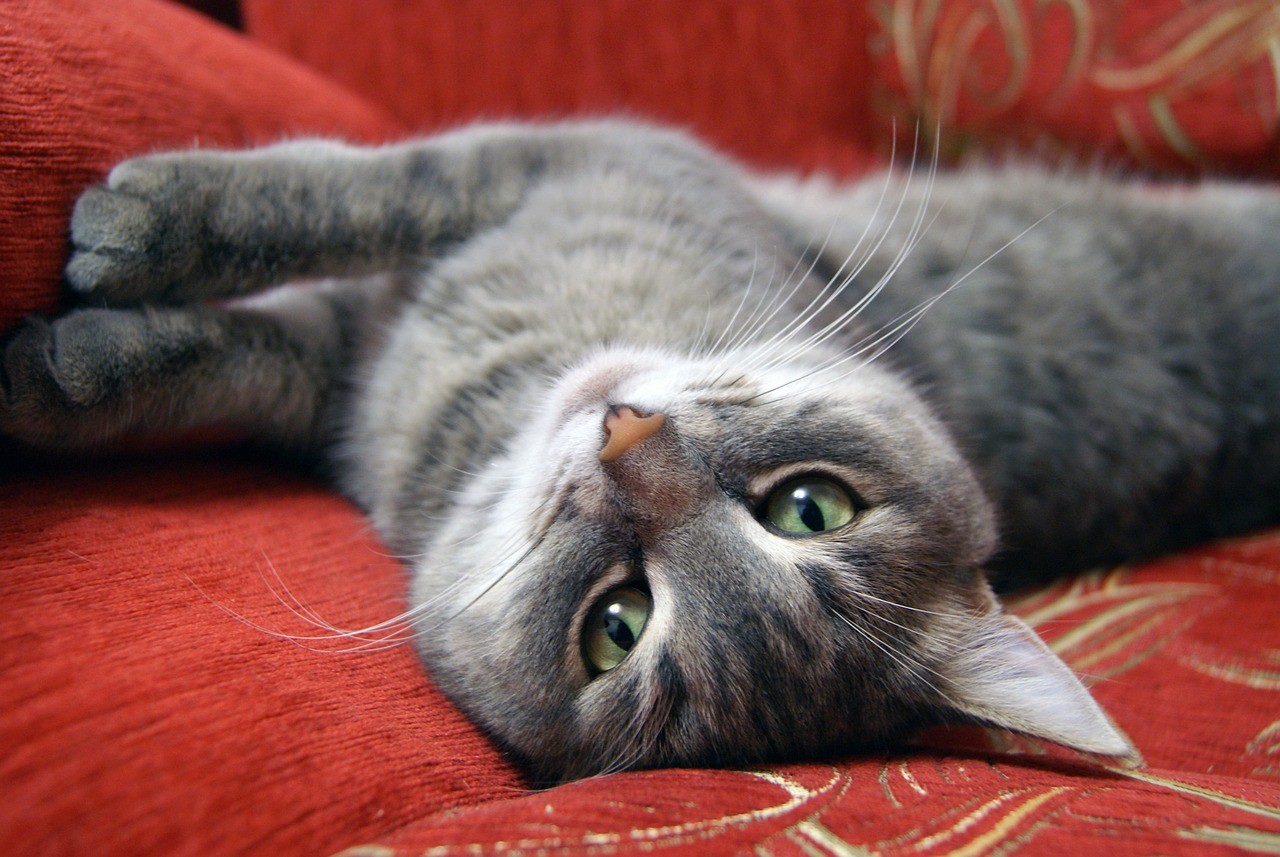 Gatos dormem em roupas de donos por olfato e segurança
