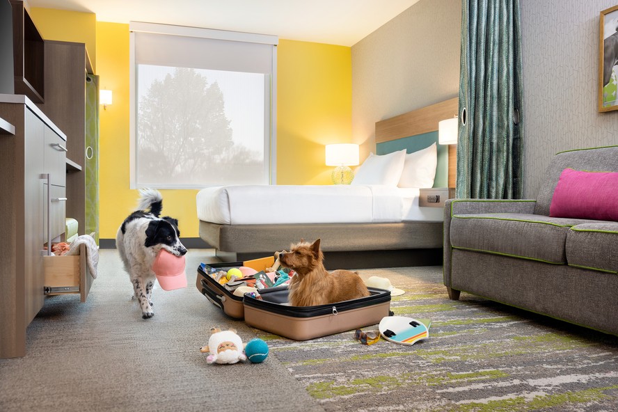 Cachorros num quarto de hotel do grupo Hilton: 85% da rede nos EUA já é pet friendly