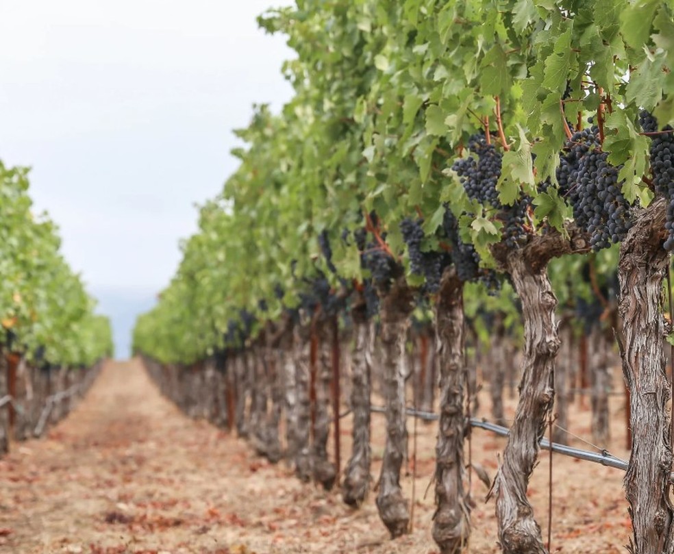 Vinhedo da CrossBarn, na Califórnia — Foto: Divulgação CrossBarn