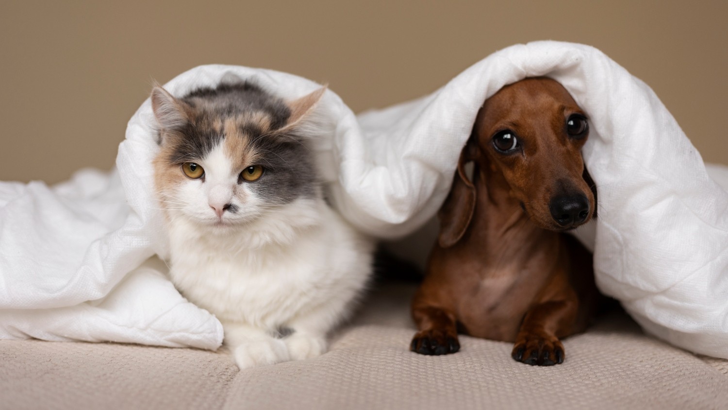 Frio aumenta riscos para pets no inverno; veja cuidados essenciais para cães e gatos