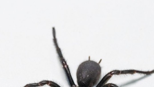 Teia-de-funil: Macho gigante de uma das aranhas mais perigosas do mundo é encontrado na Austrália; veja vídeo