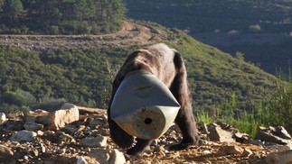 Urso preto ficou com a cabeça presa em recipiente de plástico — Foto: Divulgação