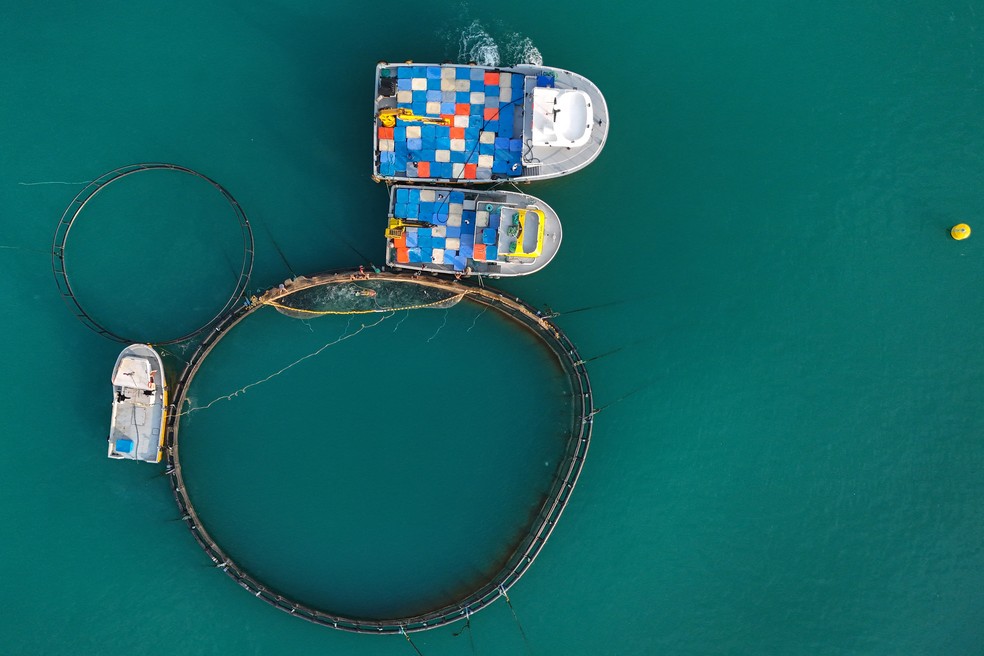 Trabalhadores colhendo salmões turcos de suas gaiolas de cultivo em Trabzon, ao largo da costa de Vakfıkebir, no Mar Negro — Foto: Oman Koze/AFP