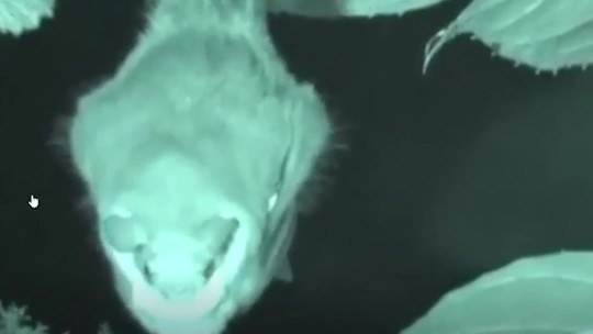 Morcego-cabeça-de-martelo: conheça o animal africano que parece uma gárgula e faz concurso de acasalamento; veja vídeos