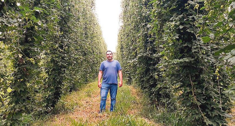Segundo Felipe Francisco, diretor da Aprolúpulo, taxa de câmbio elevada estimula a produção nacional do lúpulo, para substituir o importado — Foto: Divulgação/Aprolúpulo