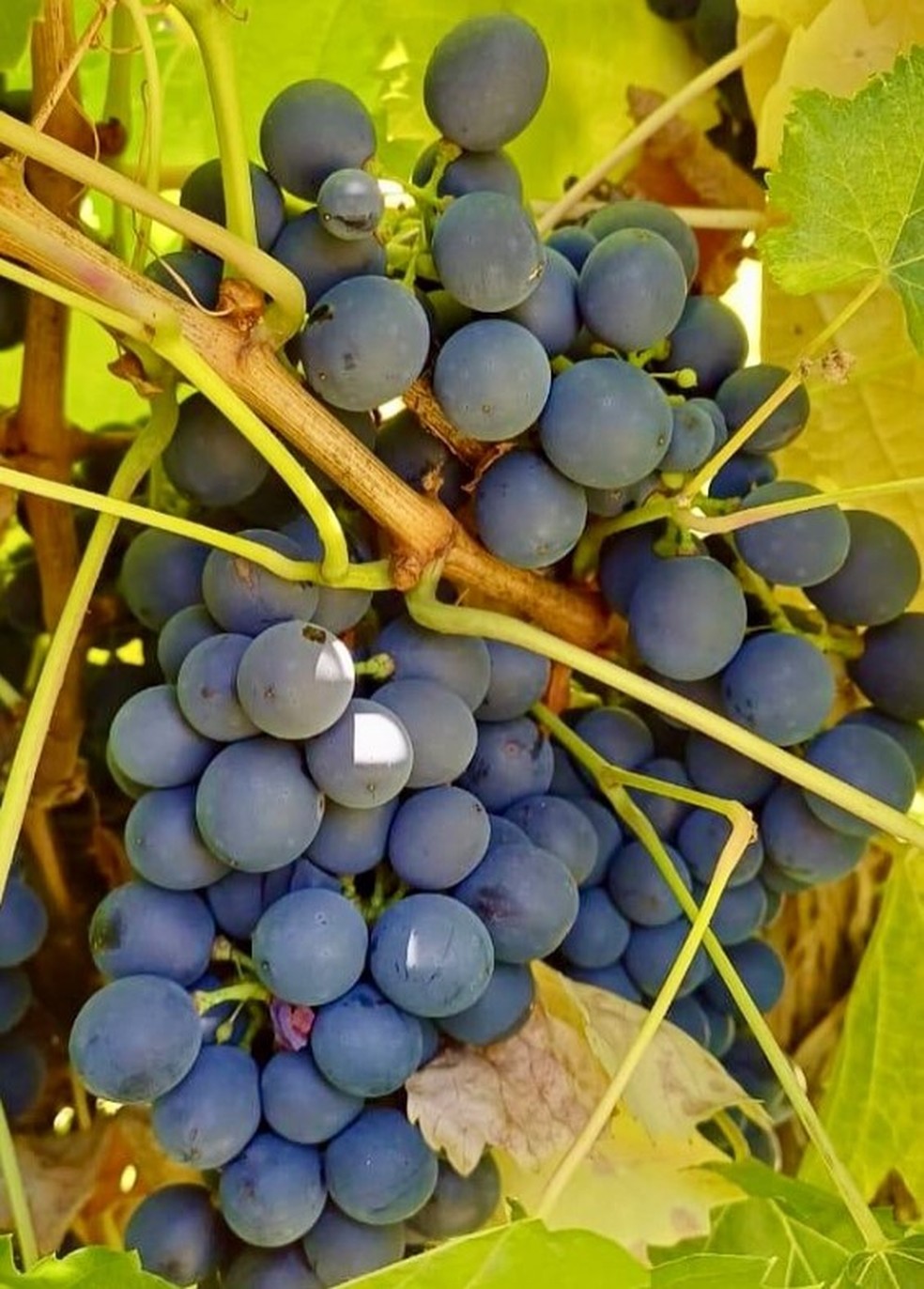 Malbec de Salta, no Norte da Argentina — Foto: Divulgação / @bodegalavaque