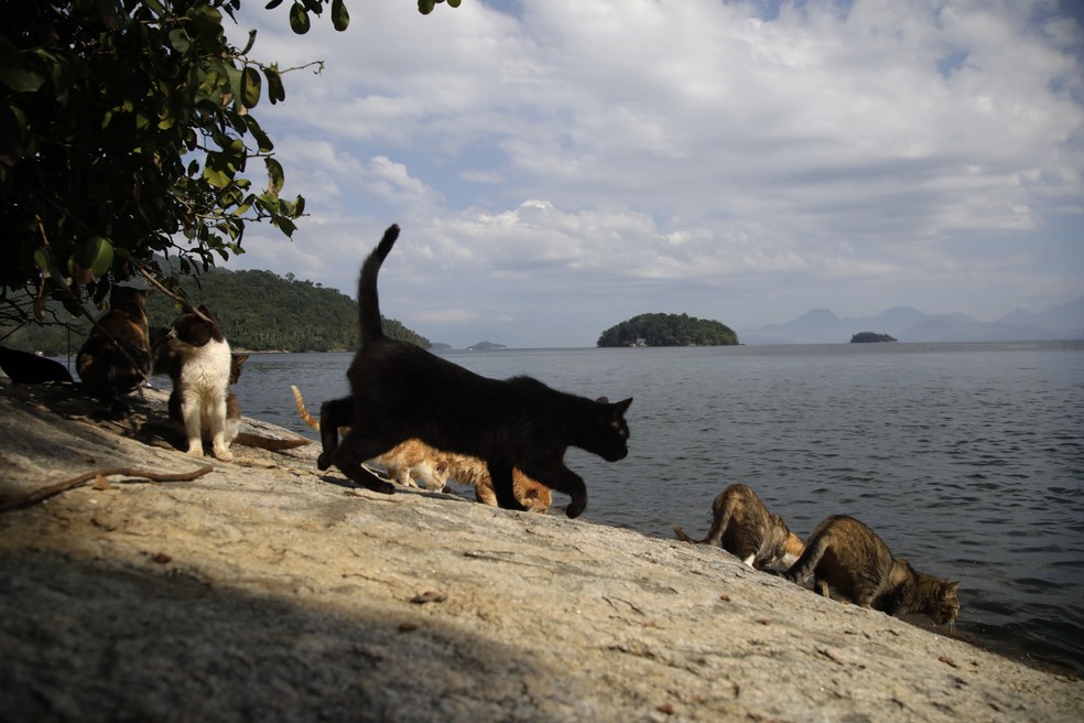 Ilha dos Gatos, em Mangaratiba: local onde habitam mais de 700 animais é cenário de abandono e crise ambiental — Foto: Custódio Coimbra/ Agência O GLOBO