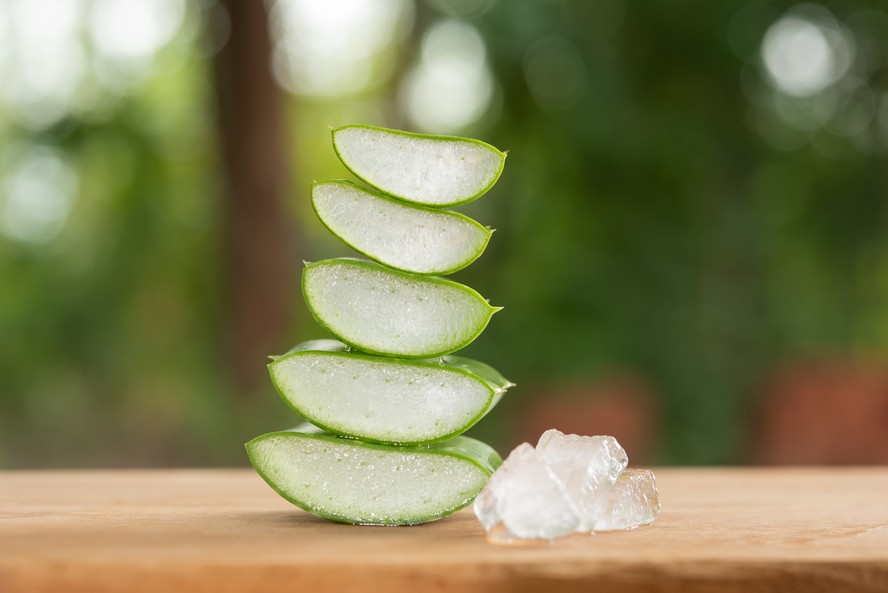Planta dos mil usos': os inmeros benefcios da aloe vera para a sade,  considerada um tesouro natural