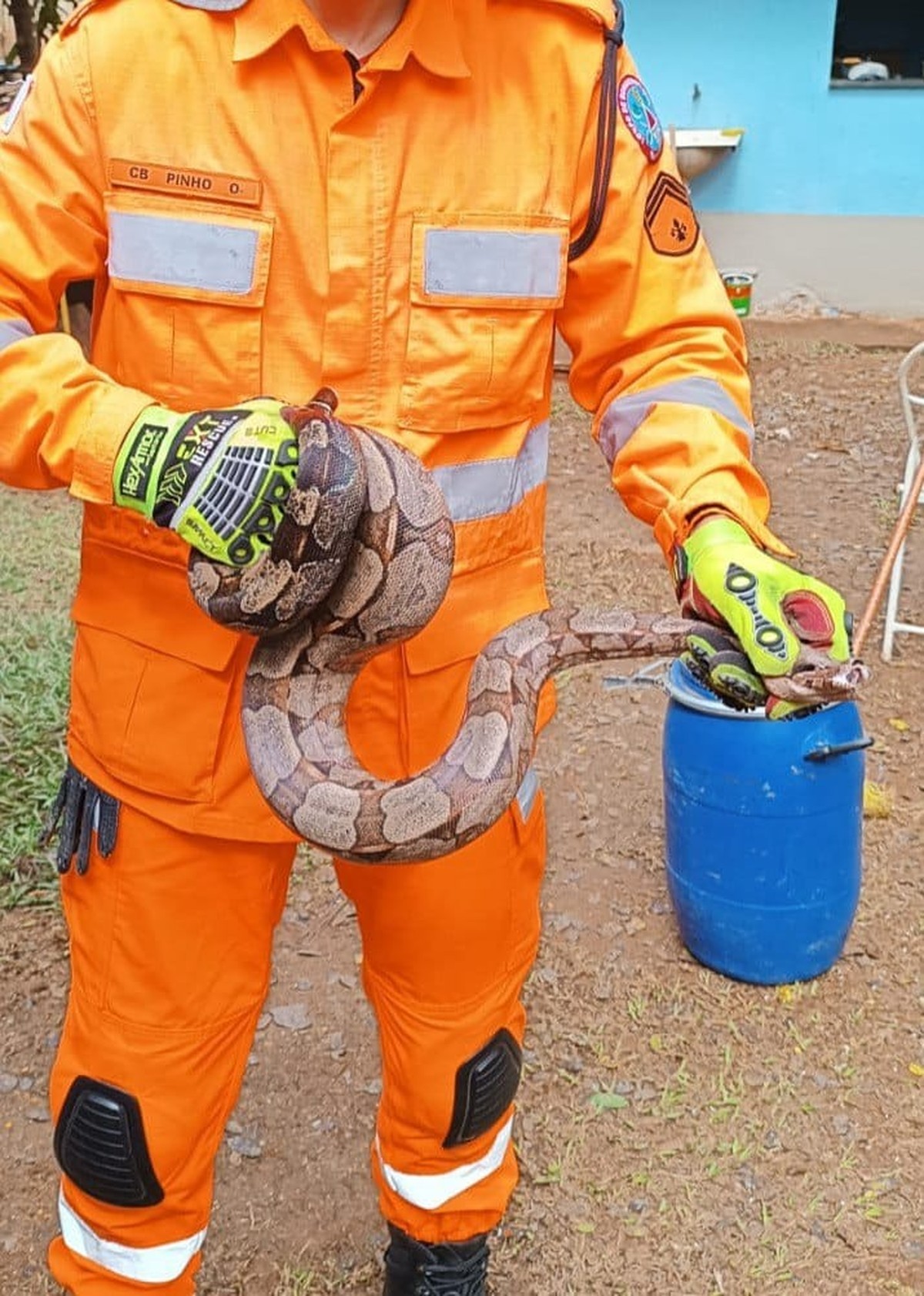 Vídeo: Jiboia de 1,5 m é encontrada em gaveta de casa em Minas Gerais